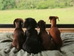 Dog friendly